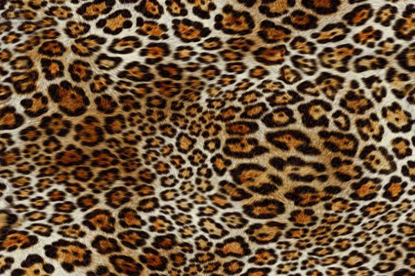 57895-003 Леопард